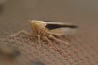 Stenocranus minutus