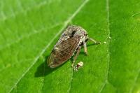 Centrotus cornutus