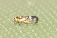 Psyllopsis