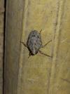 Issus coleoptratus