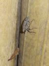 Issus coleoptratus