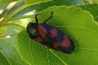 Cercopis vulnerata