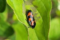 Cercopis vulnerata