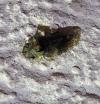 Ledra aurita