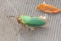 Cicadella viridis