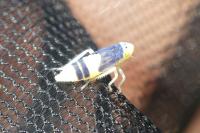 Evacanthus interruptus
