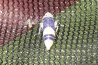 Evacanthus interruptus