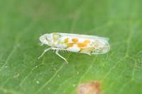 Typhlocyba quercus