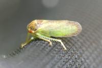 Iassus lanio