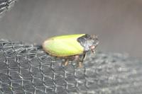 Tettigometra laeta