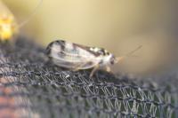 Psyllopsis