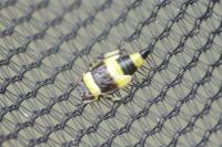 Eupterycyba jucunda