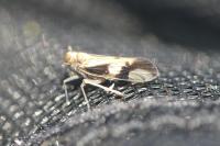 Euides speciosa
