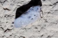 Metcalfa pruinosa