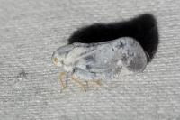 Metcalfa pruinosa