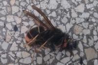 Vespa velutina