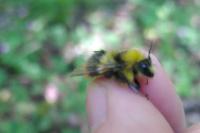 Bombus pratorum