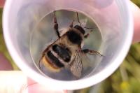 Bombus sylvarum