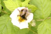 Bombus pratorum