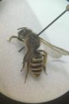 Halictus scabiosae