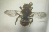 Trachusa byssina