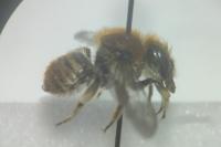 Trachusa byssina
