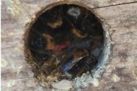 Bombus hypnorum