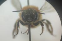 Osmia aurulenta