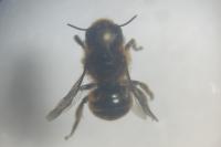 Osmia aurulenta