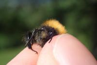 Bombus hypnorum