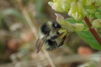 Bombus sylvarum