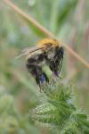 Bombus pascuorum