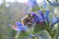 Bombus sylvarum