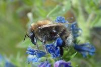 Bombus hypnorum