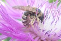 Halictus scabiosae