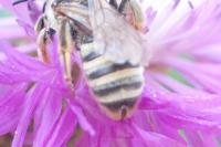Halictus scabiosae
