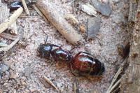 Camponotus ligniperda