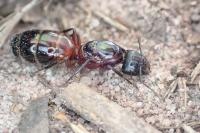 Camponotus ligniperda