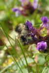 Bombus sylvarum