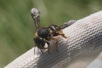 Anthidium manicatum