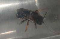 Anthidium punctatum