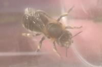 Trachusa byssina