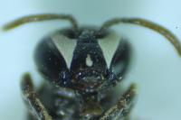Hylaeus variegatus