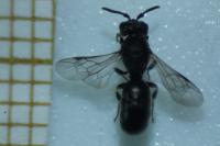 Hylaeus
