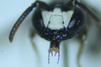 Hylaeus