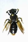 Andrena hattorfiana