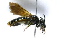 Andrena hattorfiana