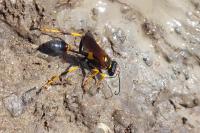 Sceliphron caementarium