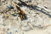 Sceliphron caementarium
