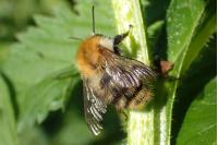 Bombus pascuorum